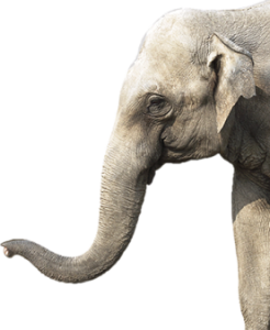 Elefant "Zambezi" aus Sambia